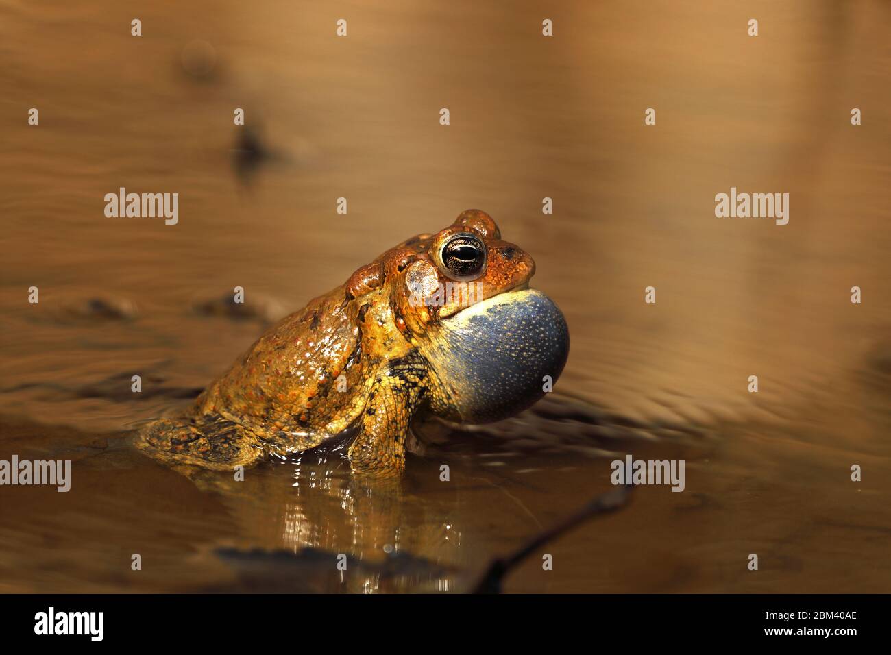 American toad (Anaxyrus americanus), male calling to attract female, Maryland Stock Photo