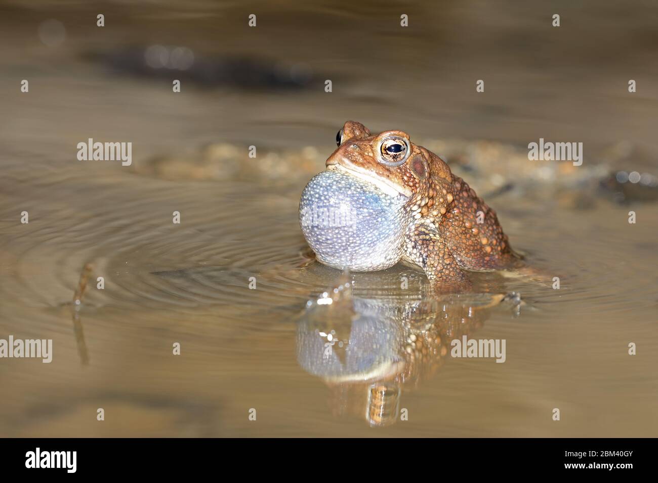 American toad (Anaxyrus americanus), male calling to attract female, Maryland Stock Photo