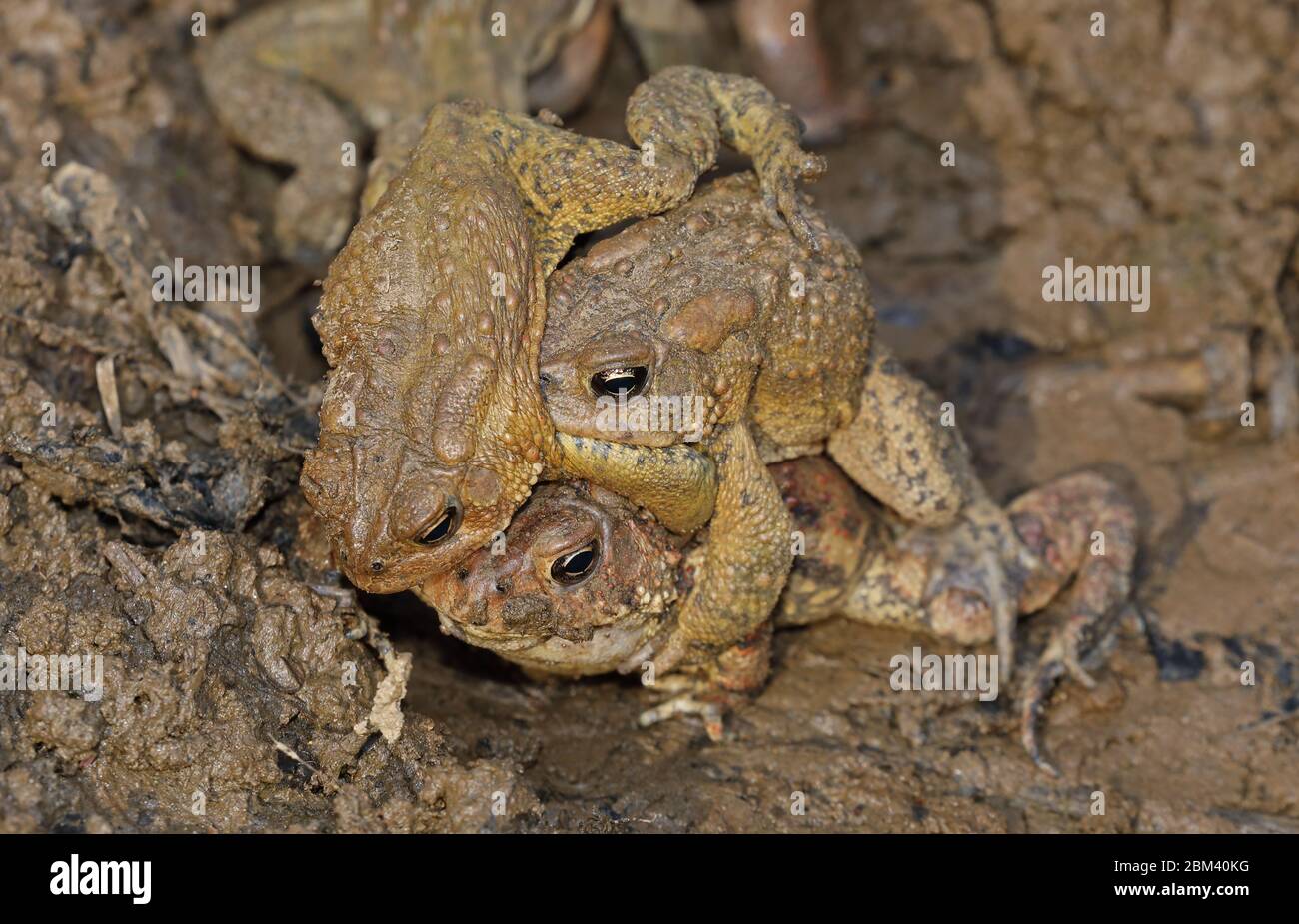 American toad (Anaxyrus americanus), 'toad knot', males attempting to mate with female, Maryland Stock Photo