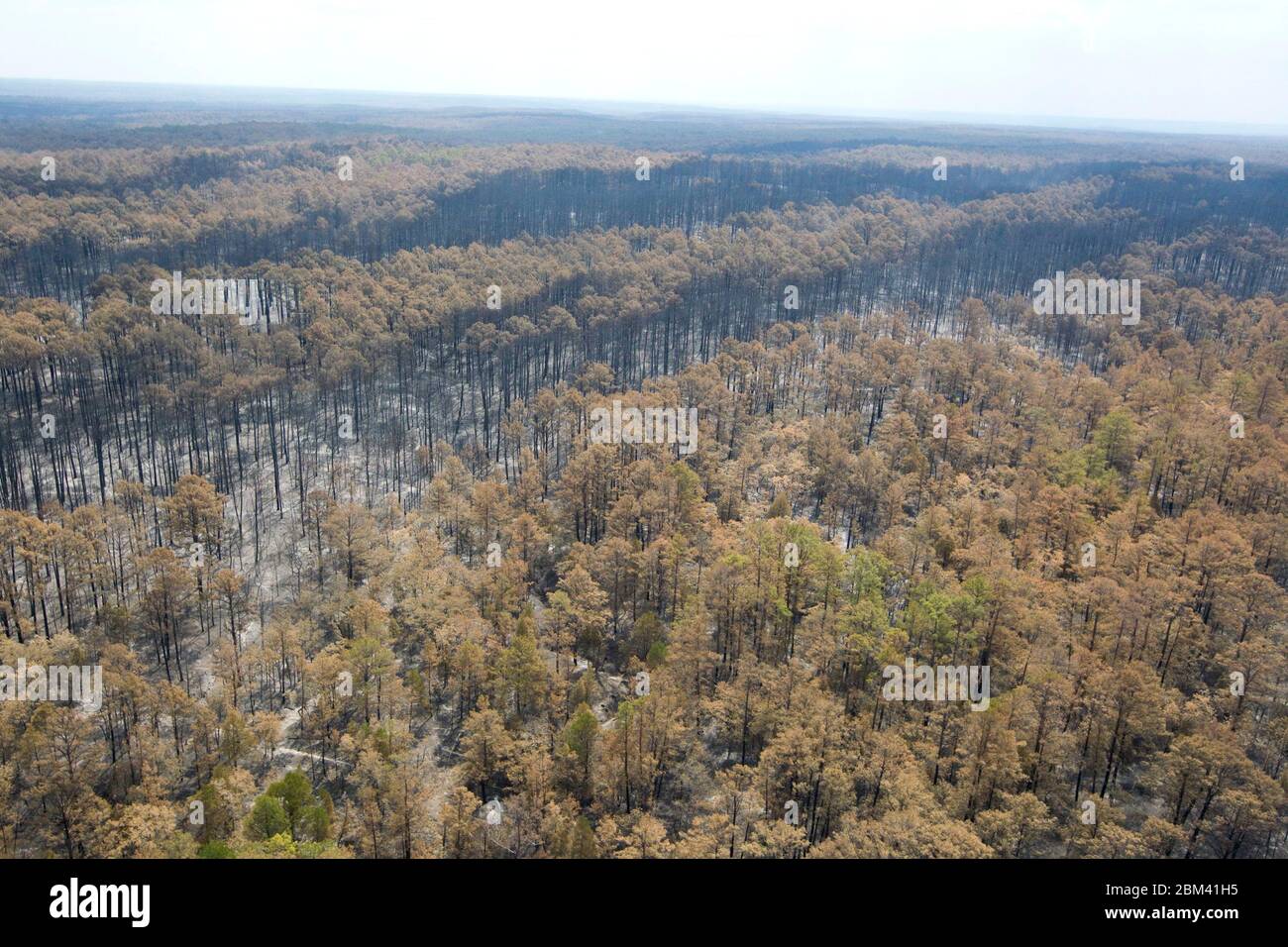 Bastrop County Texas USA, September 2011: Aerial of fire damage where wildfires last week claimed 38,000 acres and over 1,500 homes with two deaths reported.  The trees in Bastrop State Park were the hardest hit with over 95% of the park acreage blackened or destroyed.  ©Bob Daemmrich Stock Photo