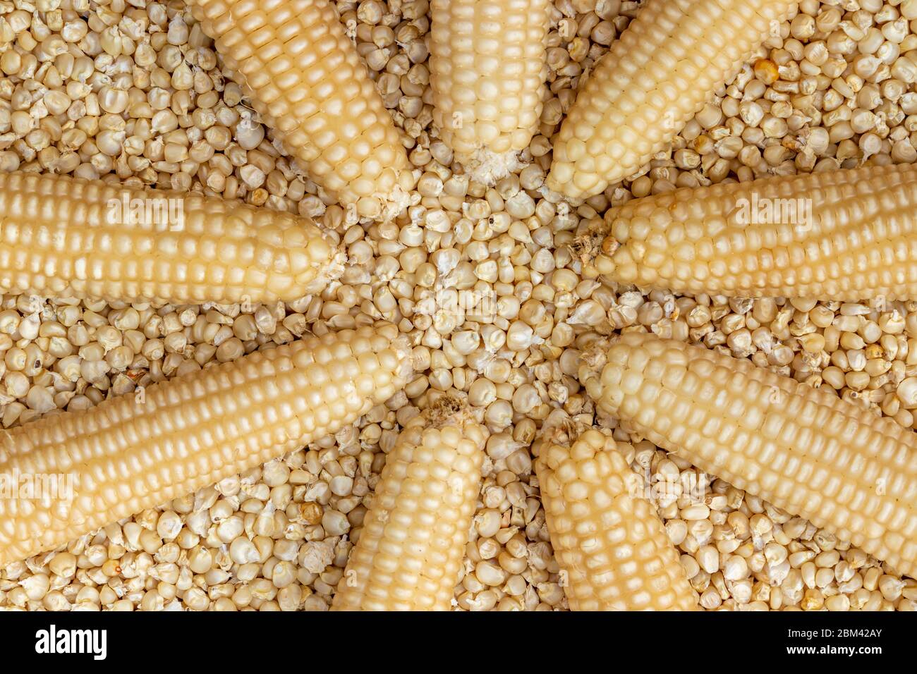 Corn or Maiza dried and spread close-up texture and background. Stock Photo