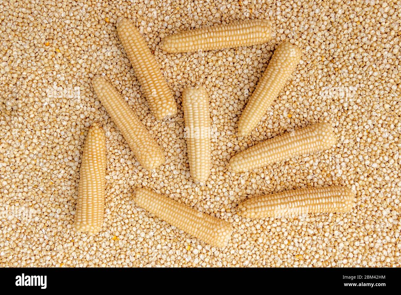 Corn or Maiza dried and spread close-up texture and background. Stock Photo