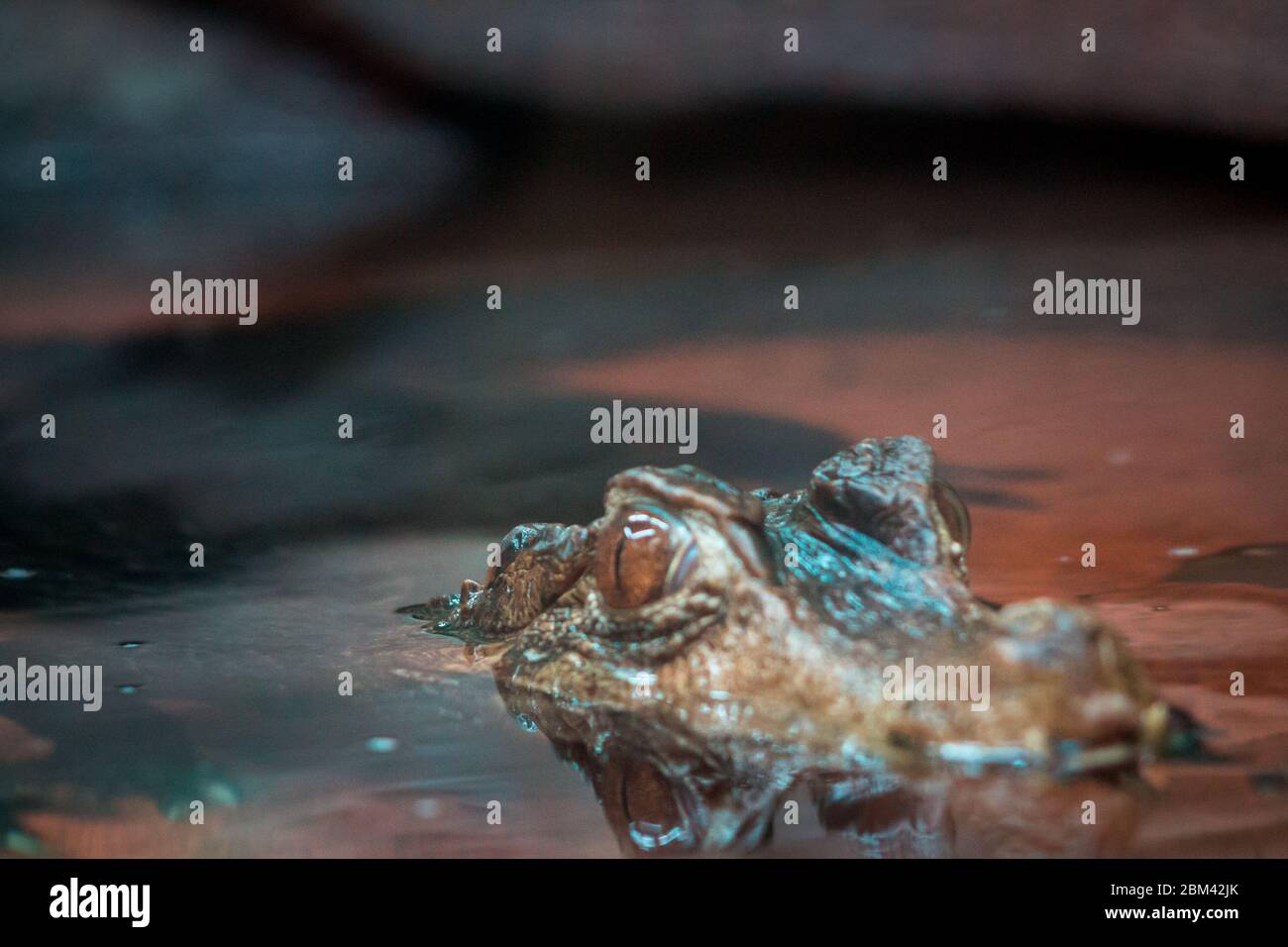 Alligator peaking its head out of the water Stock Photo