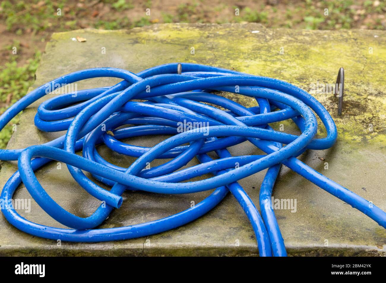 Plastic pipe rolled near water valve for use watering the plants and