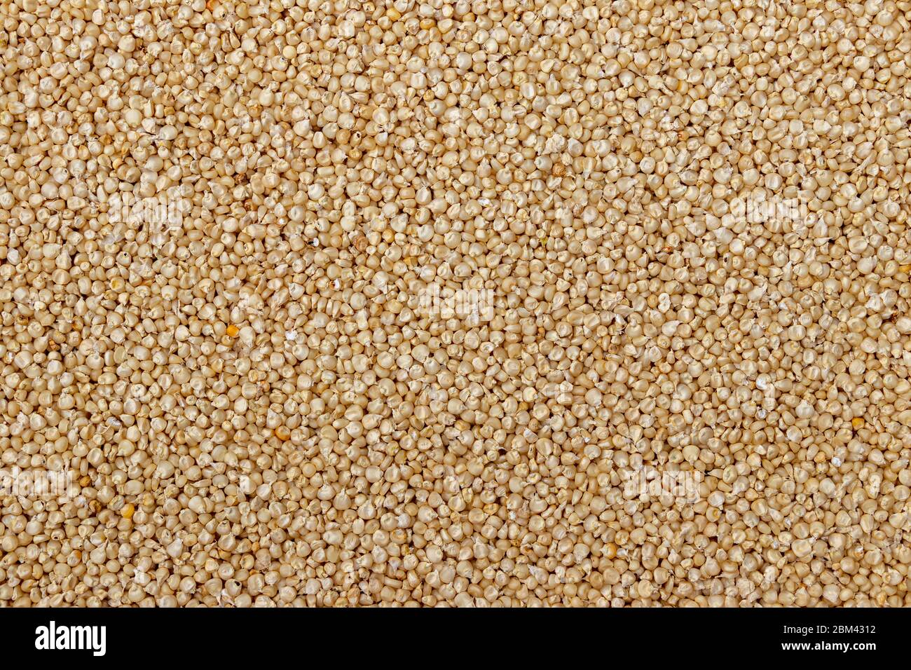 Corn or Maiza dried and spread close-up texture and background. Stock Photo