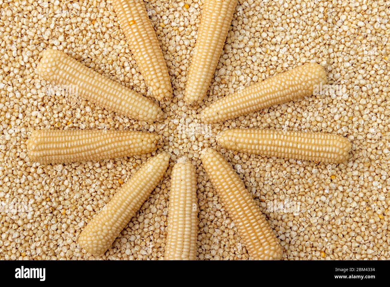 Corn or Maiza dried and spread close-up texture and background. Stock Photo