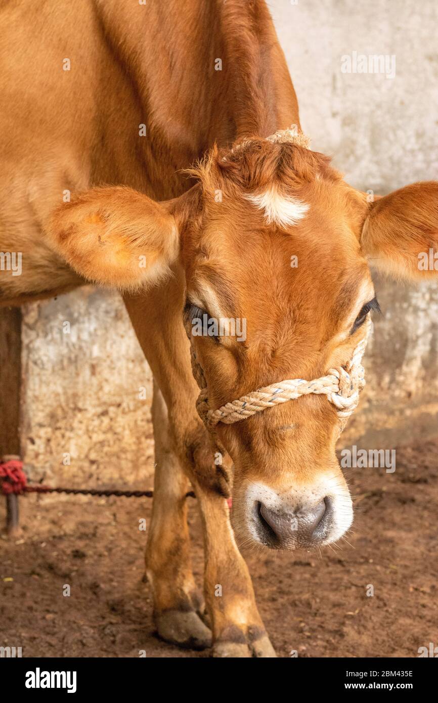 Yooung cow face, tied with rope standing in stall Stock Photo Alamy