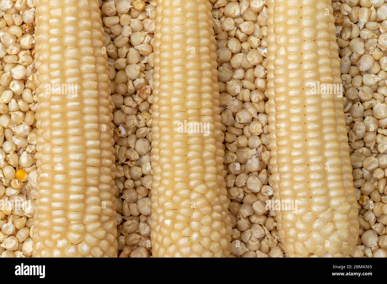 Corn or Maiza dried and spread close-up texture and background. Stock Photo