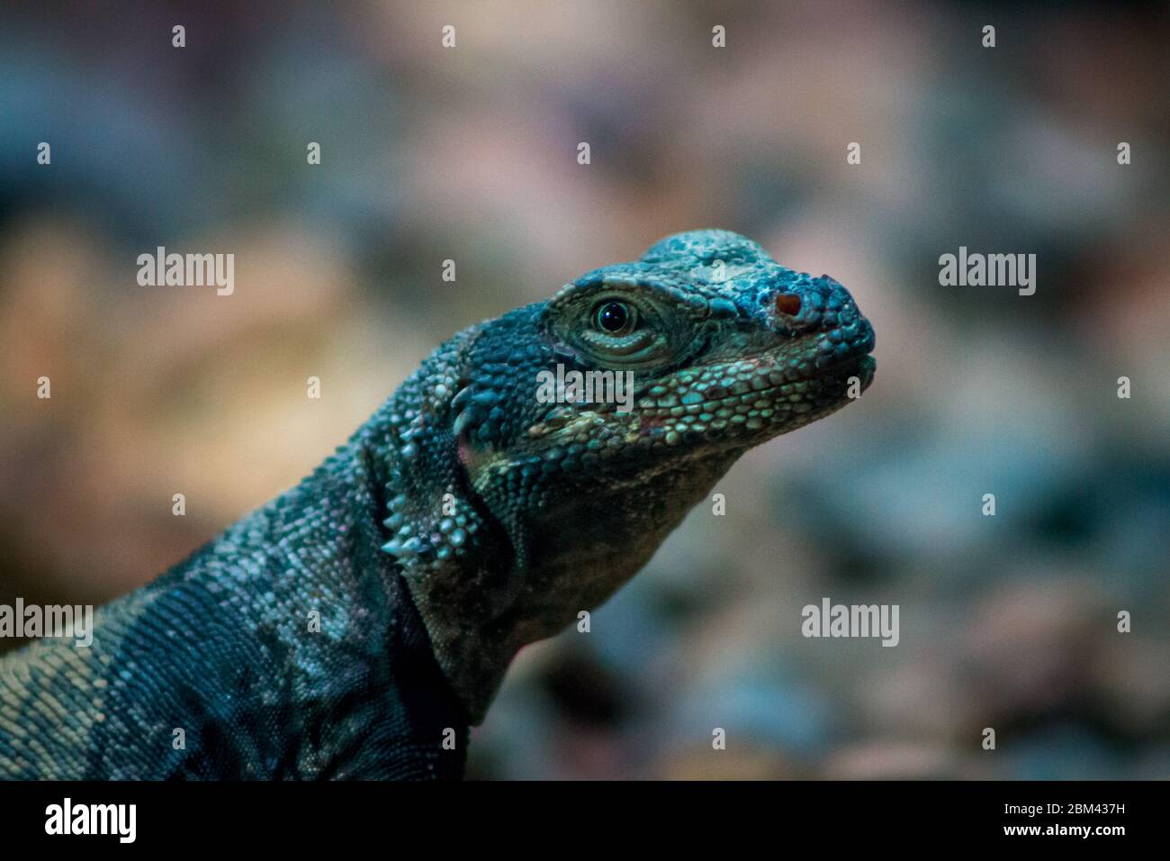 Skittering Rocks Skittering High Resolution Stock Photography and Images - Alamy