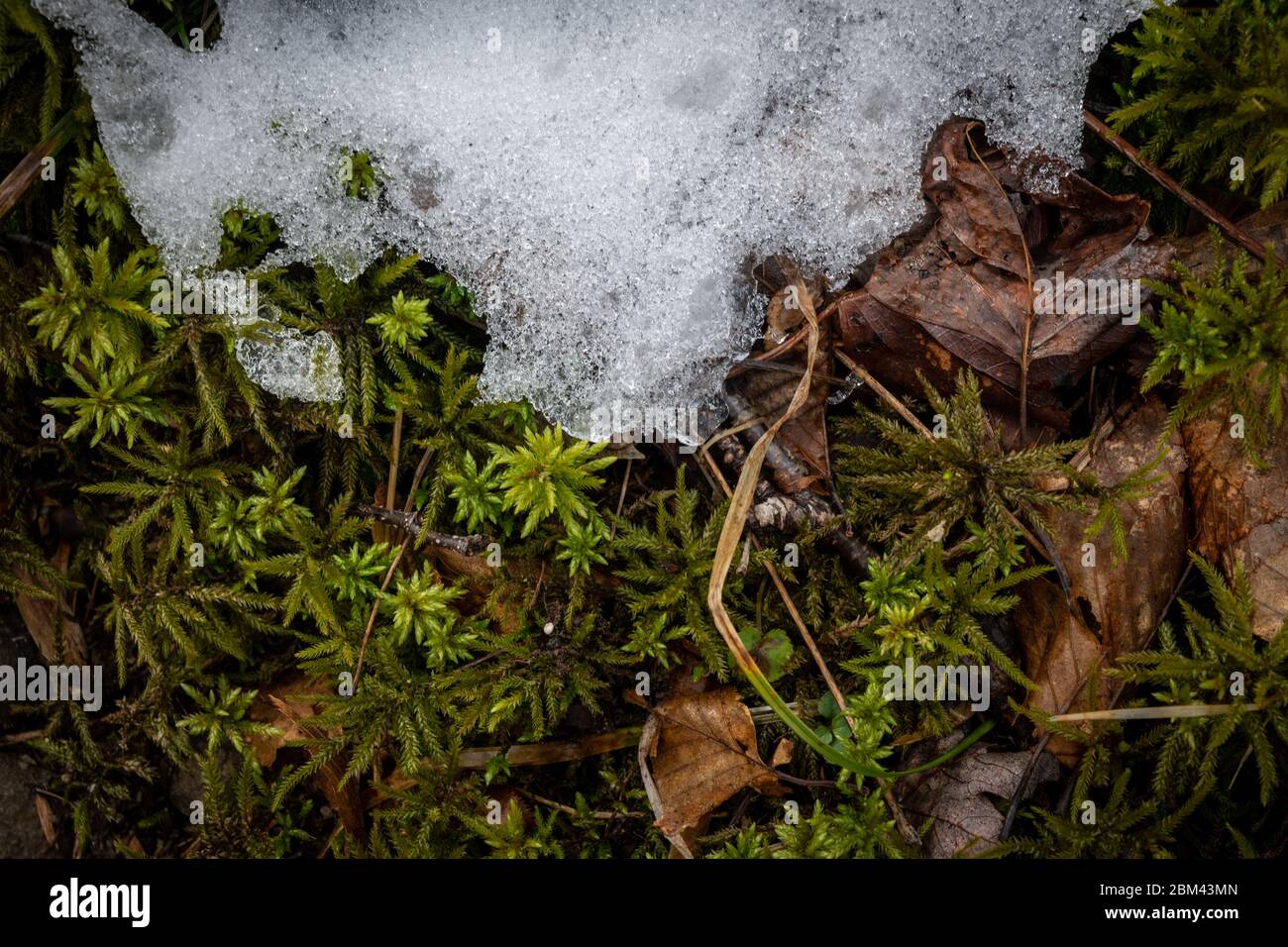 Moss Peaks Through Melting Snow on forest floor Stock Photo Alamy