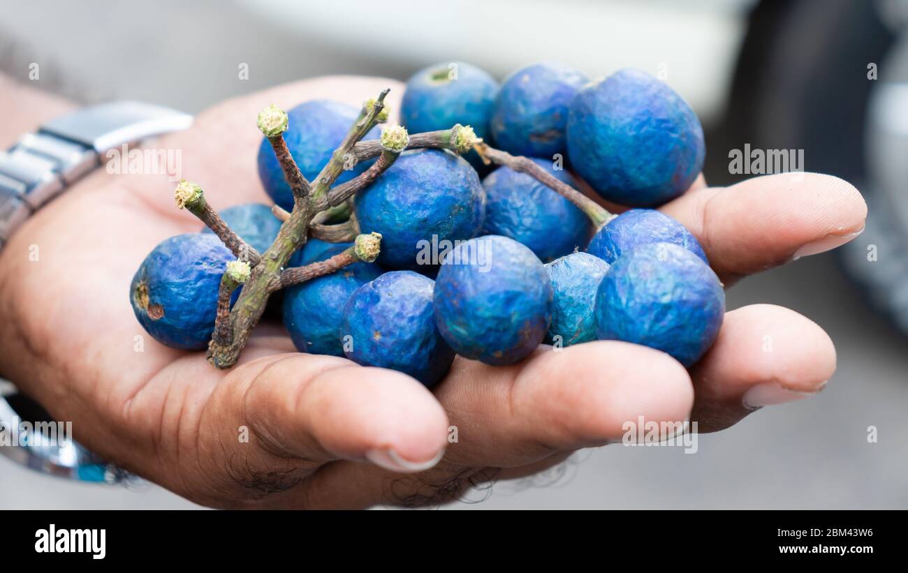 Ceylon blue olives in hand photograph Stock Photo