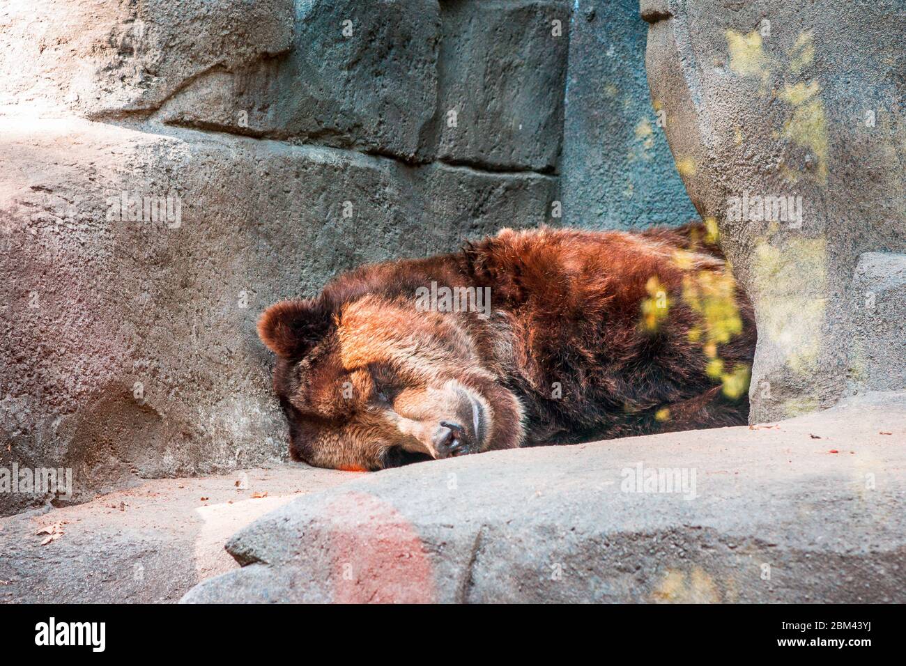 Grizzly bear sleeping in a cave at the John Ball Zoo Stock Photo - Alamy