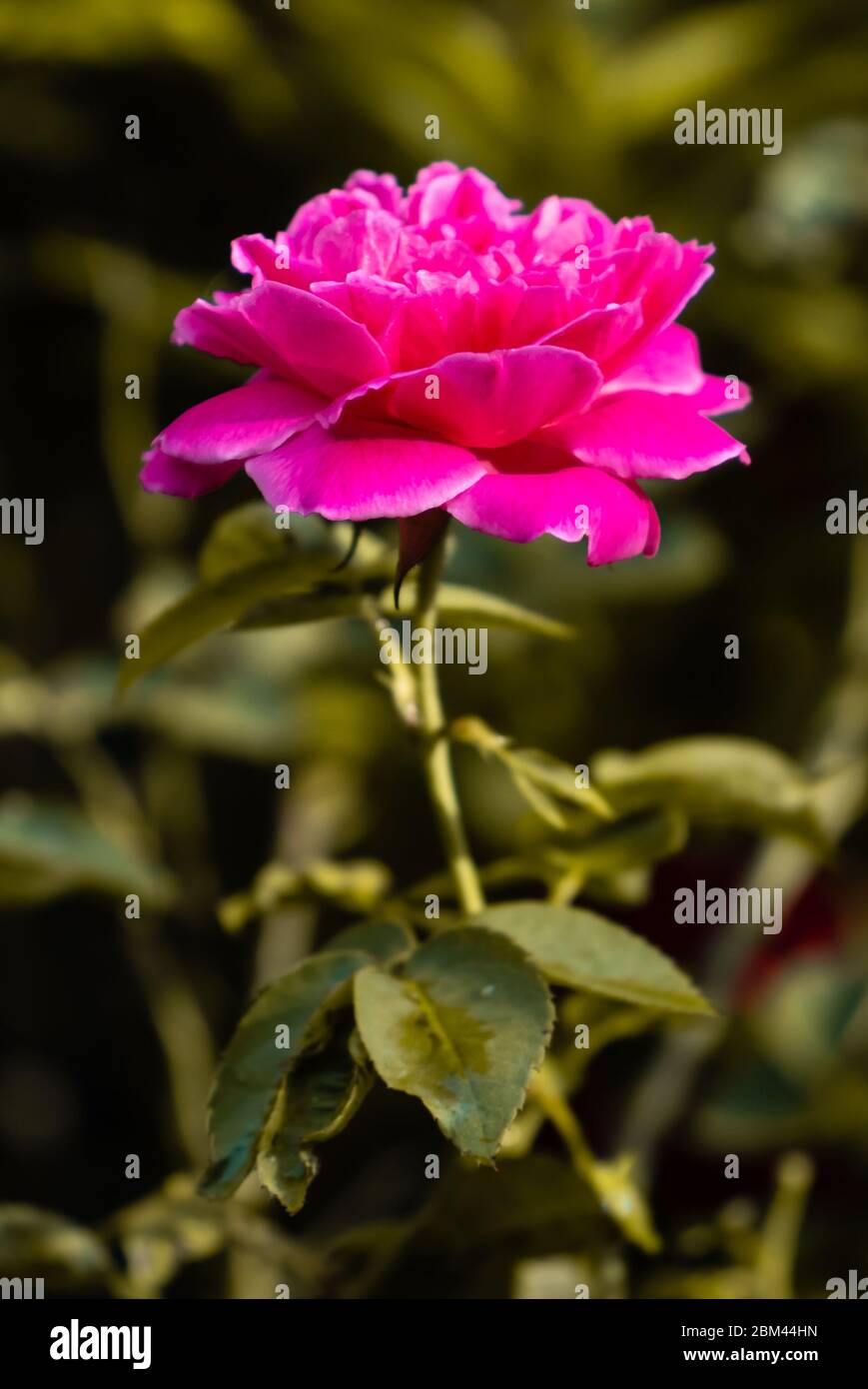 Garden rose bloom hires stock photography and images Alamy