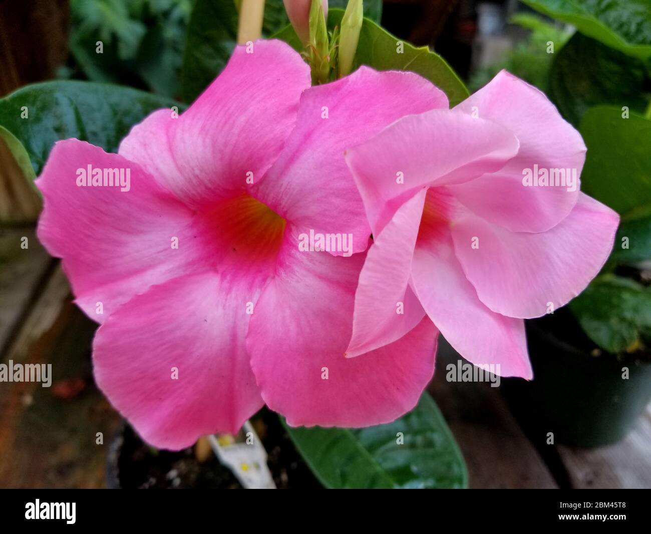 Beautiful climbing Pink Mandevilla flowers at full bloom Stock Photo Alamy