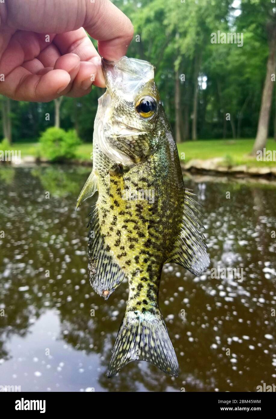 Holding a crappie fish before it being released in the river Stock Photo