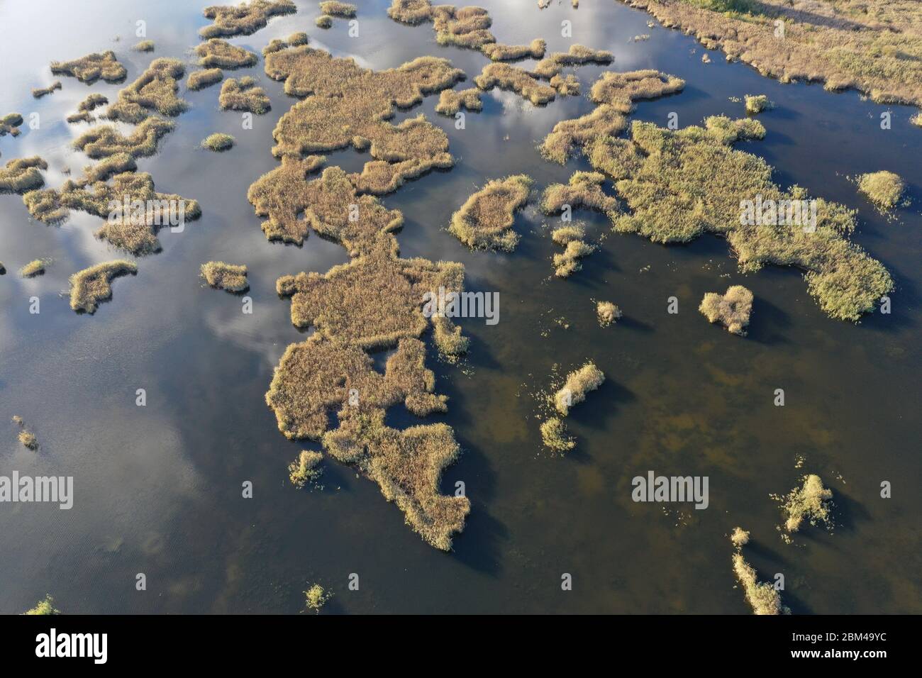 Reeds in lake water like a world map, aerial view Stock Photo