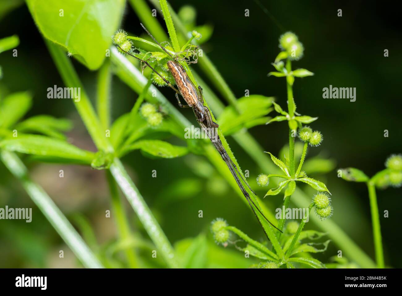 Tetragnatha maxillosa hi-res stock photography and images - Alamy