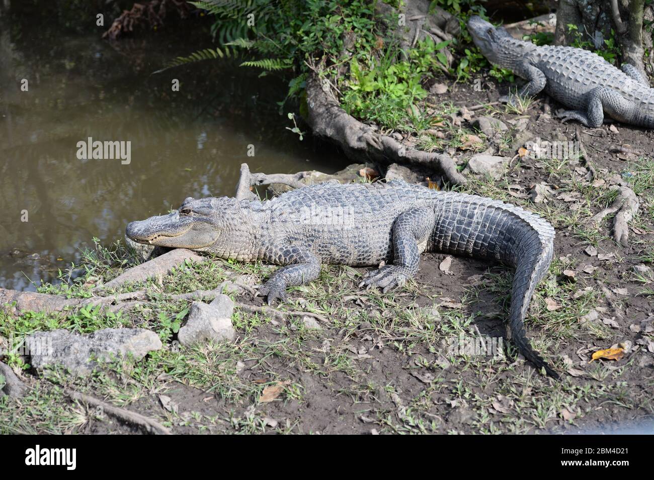 Earth Day is an annual event celebrated around the world on April 22 to demonstrate support for environmental protection. First celebrated in 1970, it now includes events coordinated globally by the Earth Day Network in more than 193 countries People: Alligator Credit: Storms Media Group/Alamy Live News Stock Photo