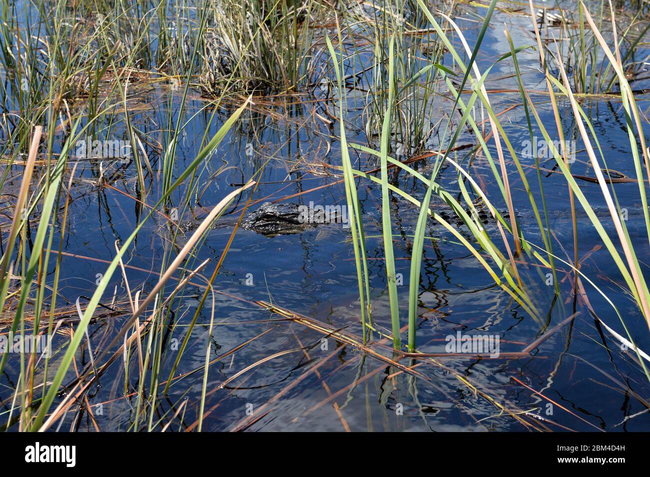 Davie, United States Of America. 23rd Aug, 2016. DAVIE, FL - JUNE 08: Arm found inside alligator pulled from Davie lake; woman believed to be dead - Woman vanishes while walking dogs at Silver Lakes Rotary Nature Park. Note No danger signs were posted and residents claim Fort Lauderdale authorities knew that the deadly alligator was there on June 8, 2018 in Miami Beach, Florida People: Woman Dead Credit: Storms Media Group/Alamy Live News Stock Photo