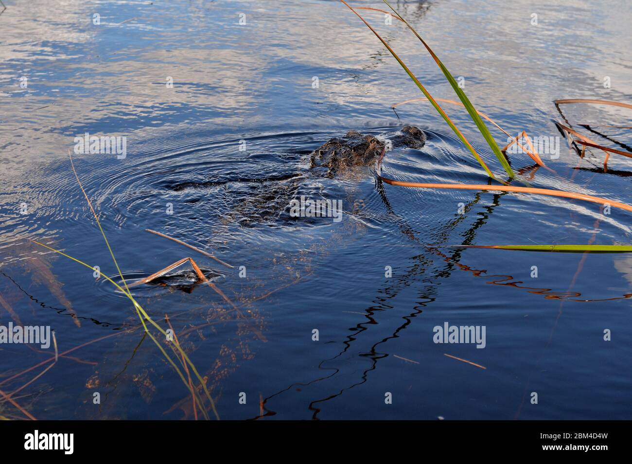 Davie, United States Of America. 23rd Aug, 2016. DAVIE, FL - JUNE 08: Arm found inside alligator pulled from Davie lake; woman believed to be dead - Woman vanishes while walking dogs at Silver Lakes Rotary Nature Park. Note No danger signs were posted and residents claim Fort Lauderdale authorities knew that the deadly alligator was there on June 8, 2018 in Miami Beach, Florida People: Woman Dead Credit: Storms Media Group/Alamy Live News Stock Photo