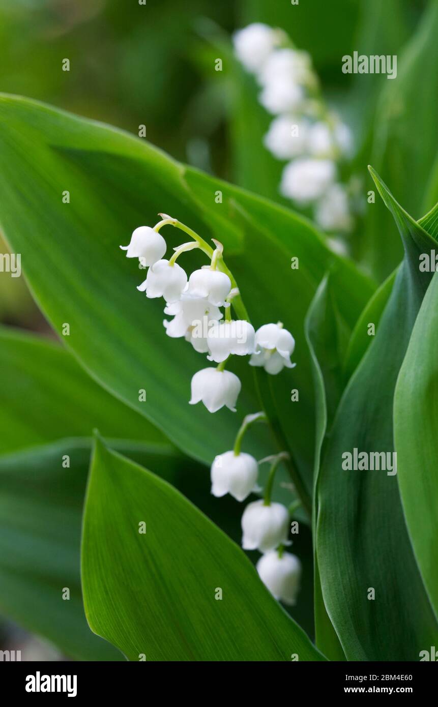 Convallaria majalis. Bell shaped flowers of Lily of the Valley. Stock Photo