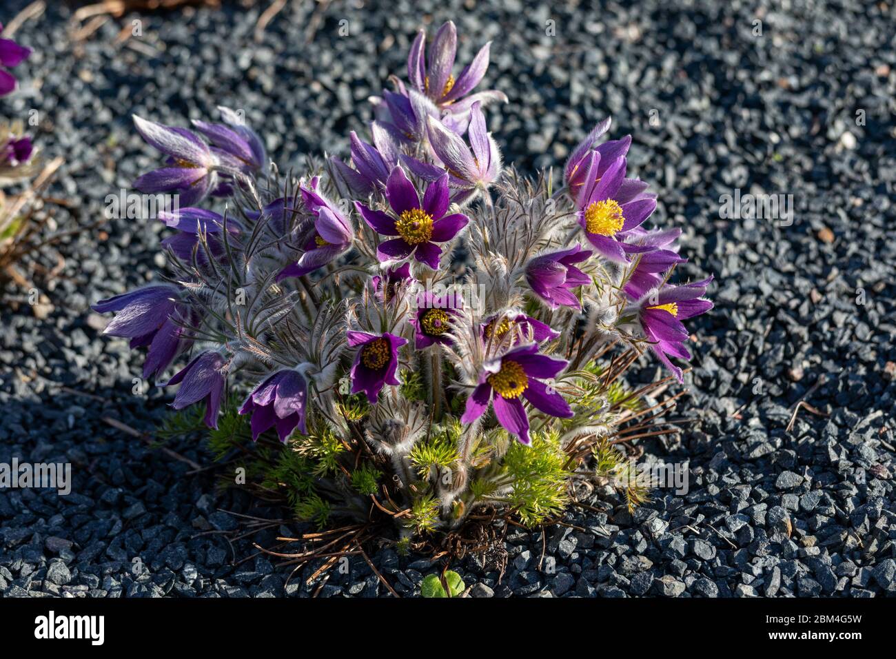 Pasqueflower (Pulsatilla armena) in evening sun Stock Photo
