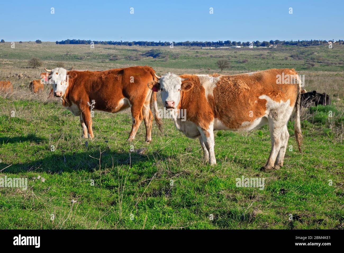 Two cows on the meadow Stock Photo - Alamy