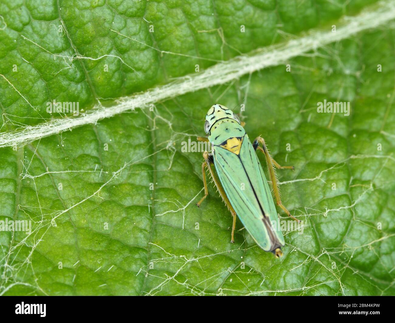 Graphocephala atropunctata (syn. Hordnia atropunctata) - blue-green sharpshooter Stock Photo