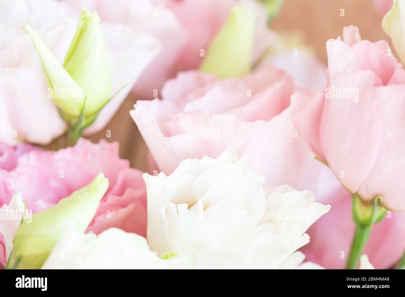 Closeup view of pink and white eustoma flowers. Soft pastel wedding background. Stock Photo