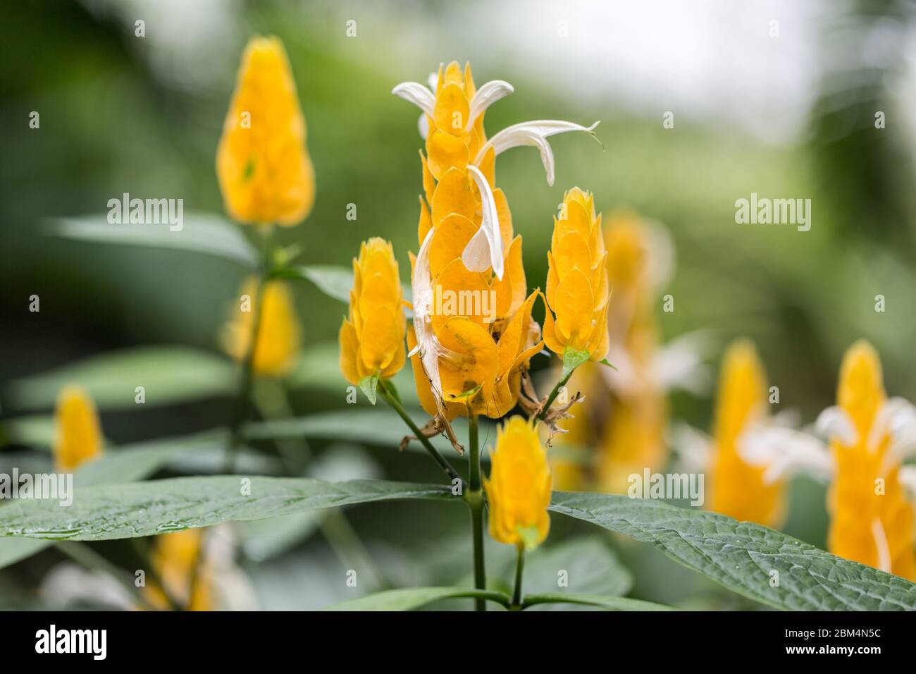 Close up / Macro of pachystachys lutea. Commonly known as lollipop plant and golden shrimp plant. White flowers emerging from yellow bracts. Stock Photo