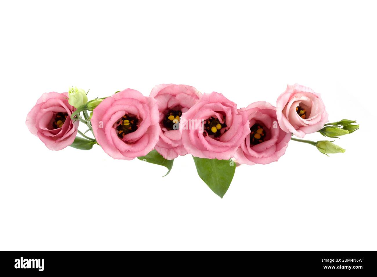 Beautiful pink eustoma flowers isolated on white background. Spring or summer background. Stock Photo