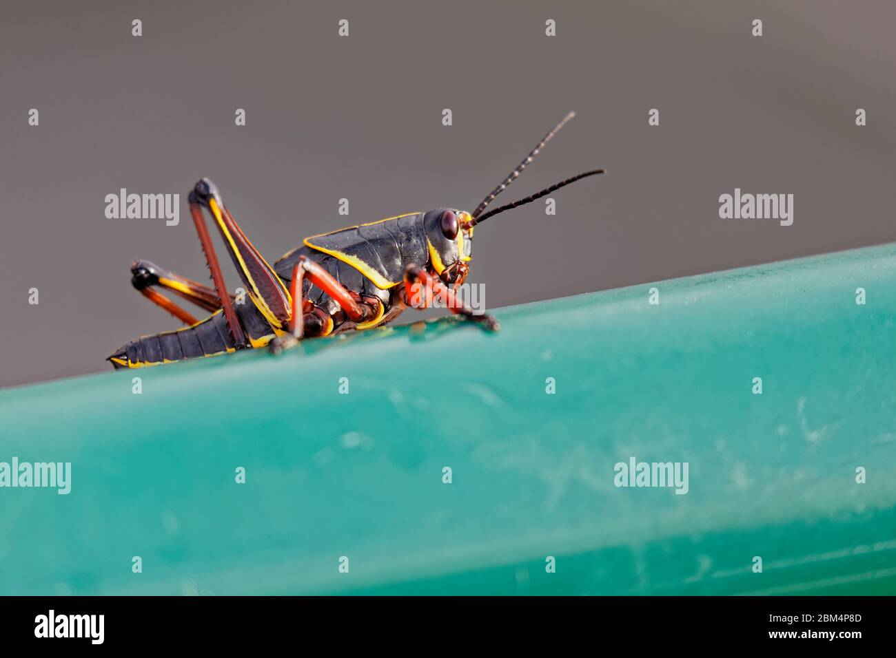 A young Eastern Lubber Grasshopper (Romalea microptera) hangs out on a green metal fence in Florida. Due to its large size, it is used extensively in Stock Photo