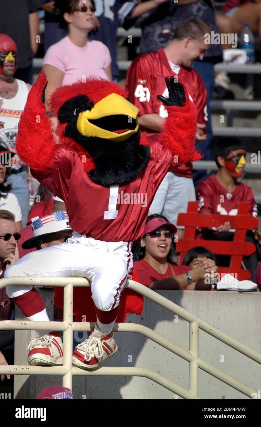 Big Red! The Arizona Cardinals' Mascot! Go Cards!  Arizona cardinals, Arizona  cardinals game, Cardinals