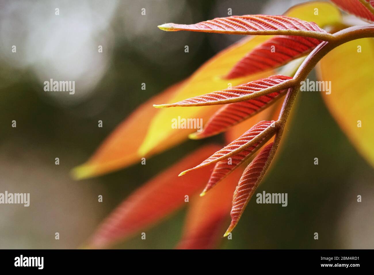 Spring color leaf Art blured Stock Photo Alamy
