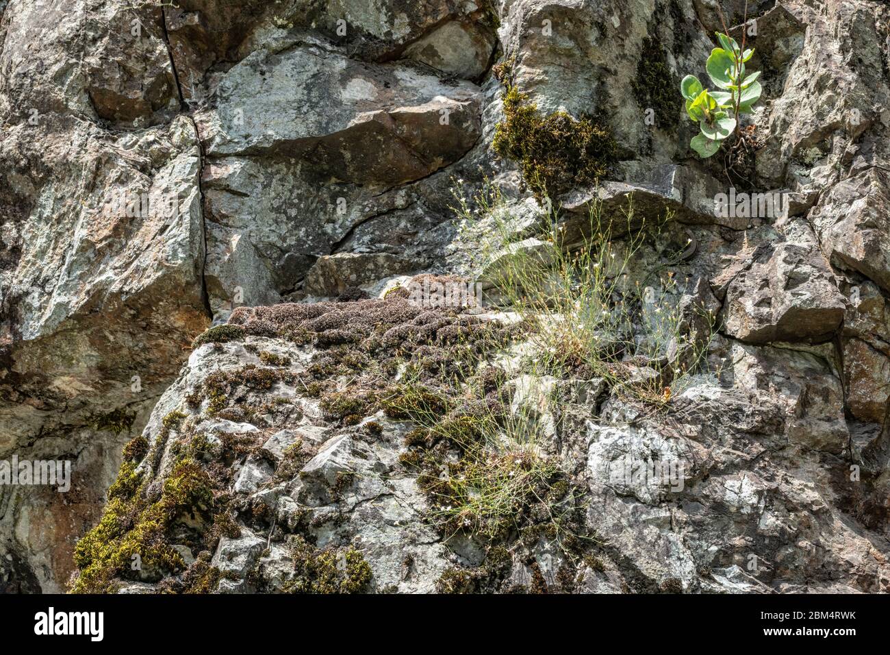 Green plants on a steep limestone rock. Natural background, limestone ...