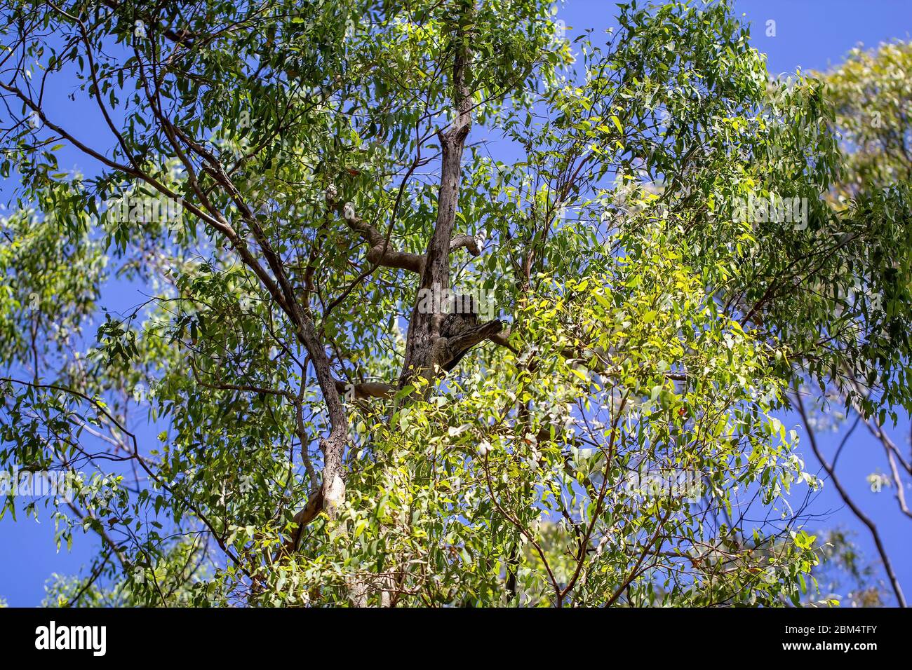 A tawny frogmouth owl camouflaged amongst the tree branches in a forest Stock Photo