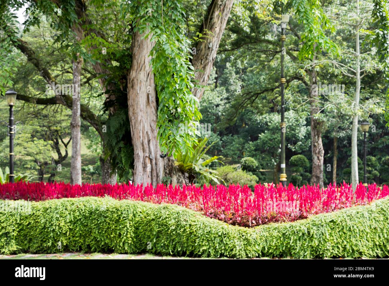 Bright pinkred plants, flowers and huge park tree, Perdana Botanical