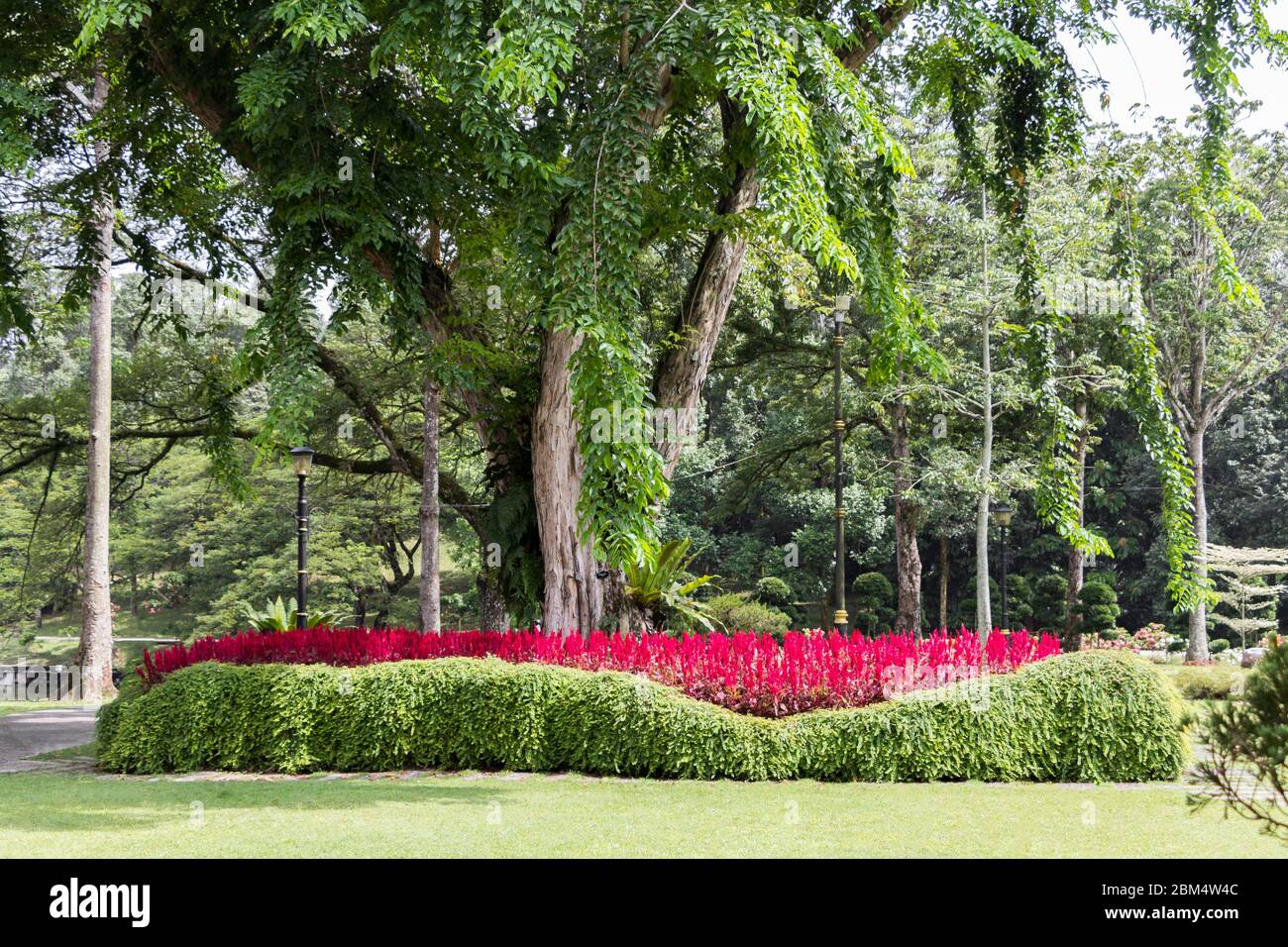 Bright pink-red plants, flowers and huge park tree, Perdana Lake ...