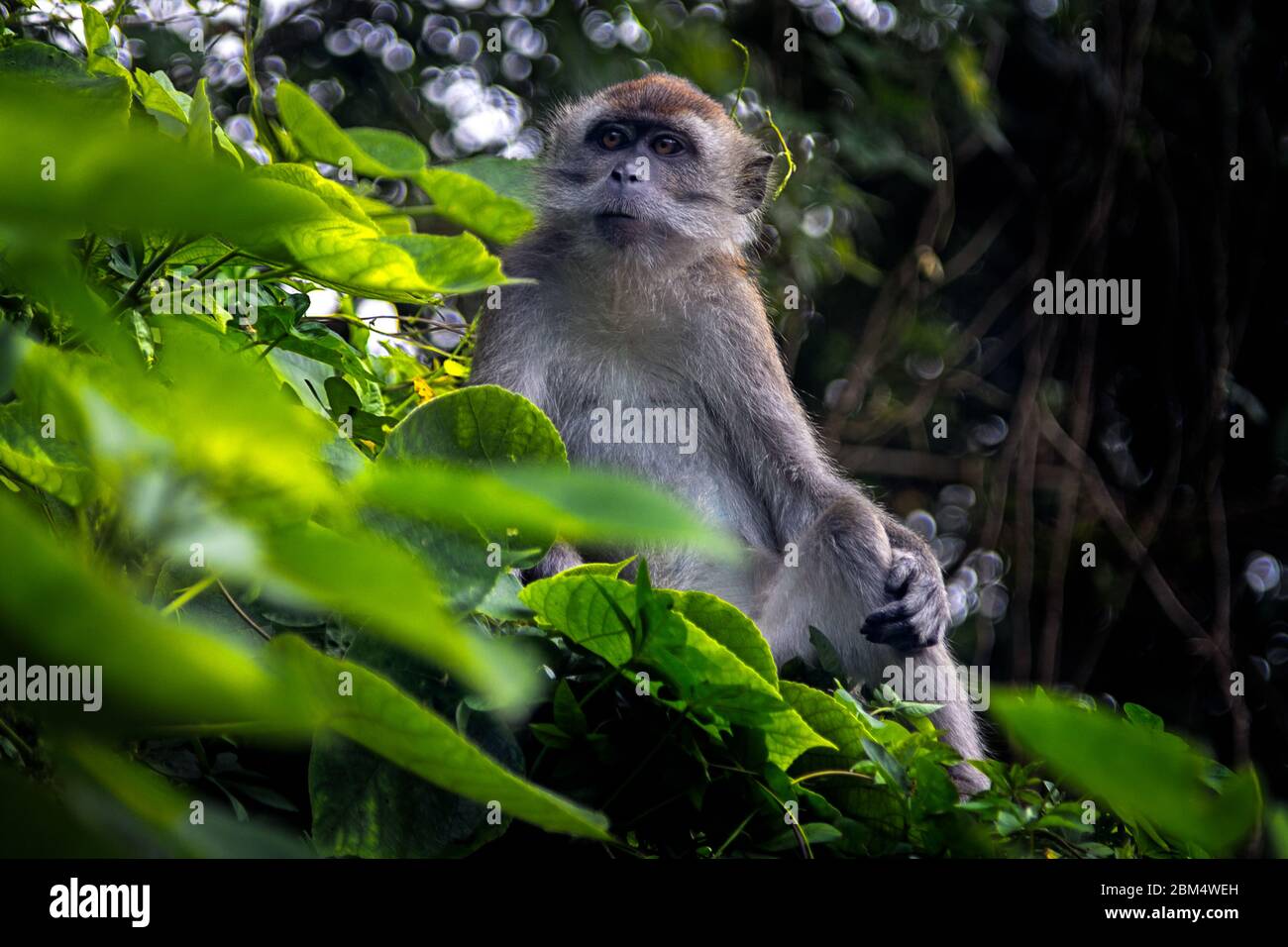 Wild Asia monkey on the tree in  Sianok Canyon Bukittinggi, West Sumatra, Indonesia Stock Photo