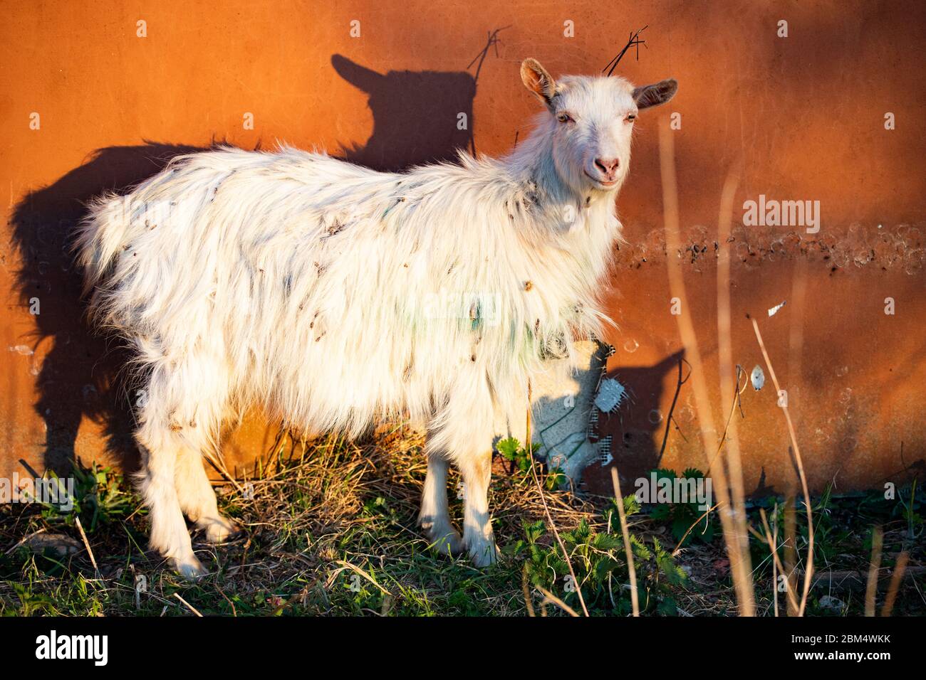 goat against an orange wall Stock Photo