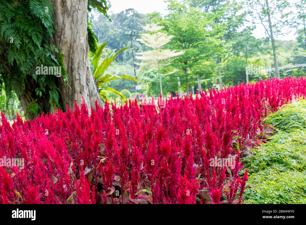 Bright Pink Red Plants Flowers And Huge Park Tree Perdana Lake Gardens Malaysia Stock Photo Alamy