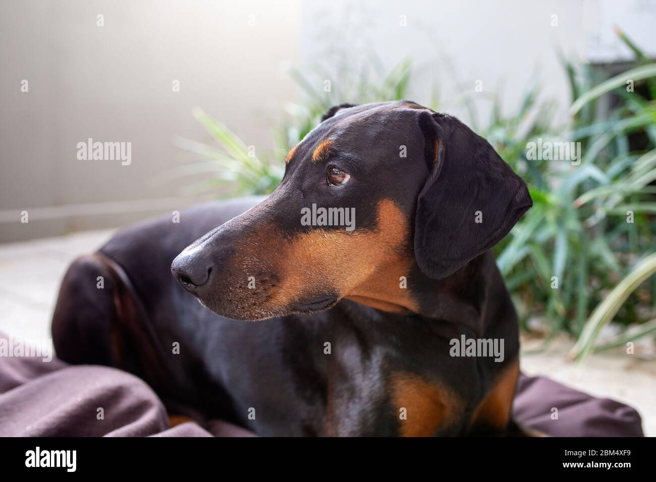 Doberman dog with natural ears lying down outside and looking to the