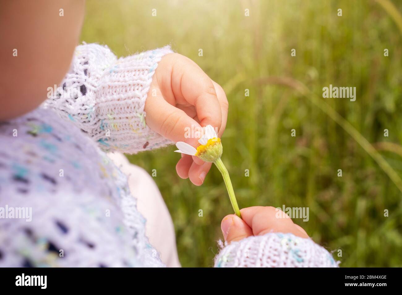 Baby girl is holding in hands white daisy petals and plucking for her fortune Stock Photo