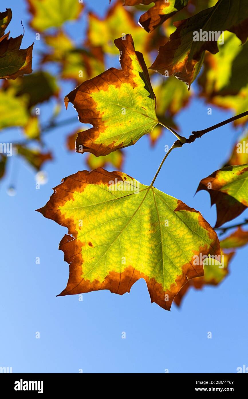 Green leaves turning brown in Autumn against a blue sky Stock Photo Alamy