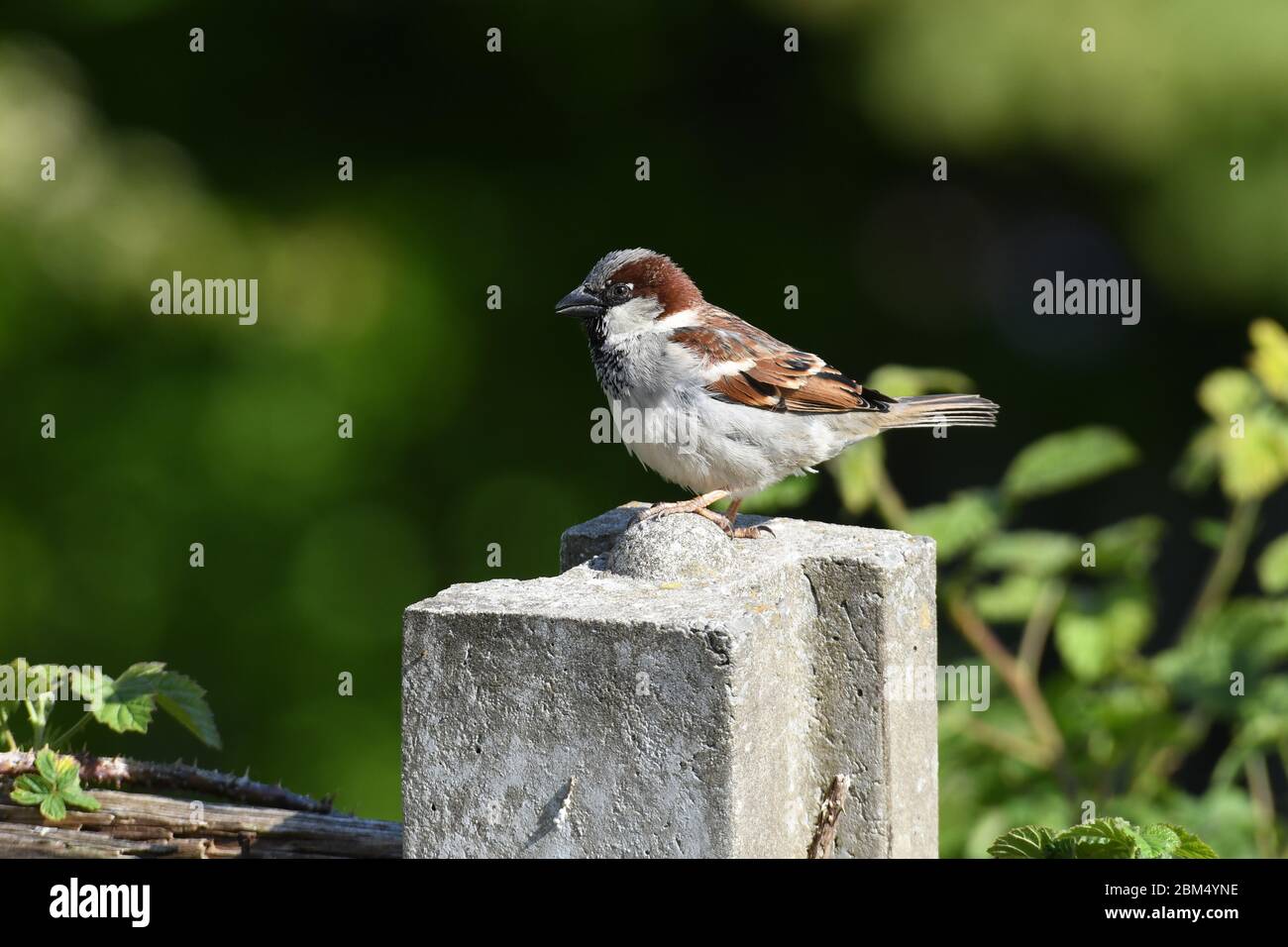 Male House Sparrow Stock Photo - Alamy