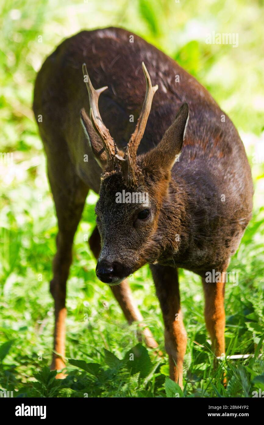 Dominant roe deer hi-res stock photography and images - Alamy