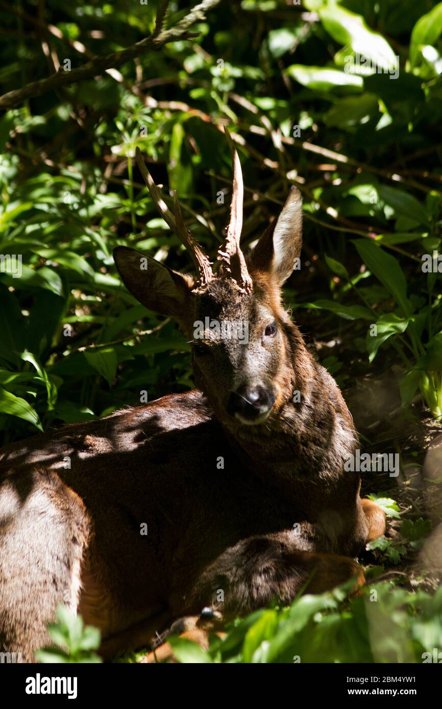 The Roe Deer is the smallest of the indigenous species of deer found in the UK. They are common and widespread animals of forests and woodlands Stock Photo - Alamy The Roe Deer is the smallest of the indigenous species of deer found in the UK. They are common and widespread animals of forests and woodlands Stock Photo - Alamy