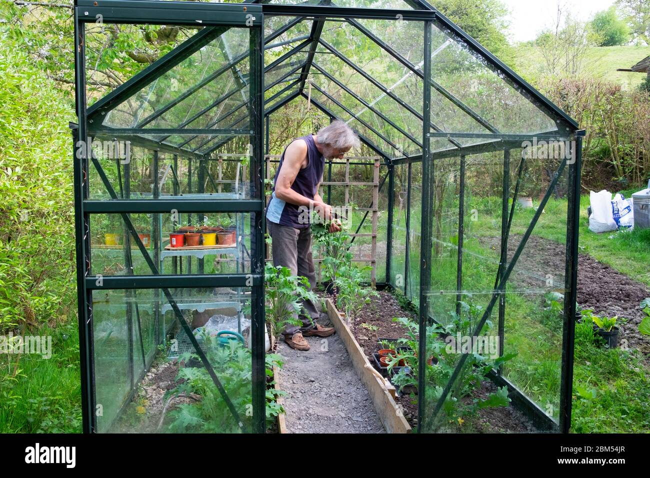 Exterior view of greenhouse and older man standing working inside cutting Russian kale leaves in April spring Wales UK  KATHY DEWITT Stock Photo
