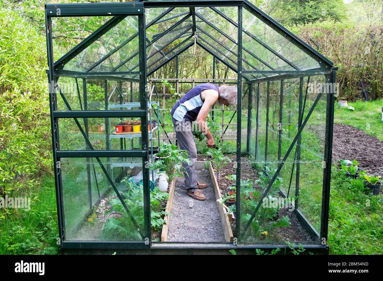 Exterior view of greenhouse and older man growing vegetables bending  down inside cutting Russian kale leaves in April spring Wales UK  KATHY DEWITT Stock Photo