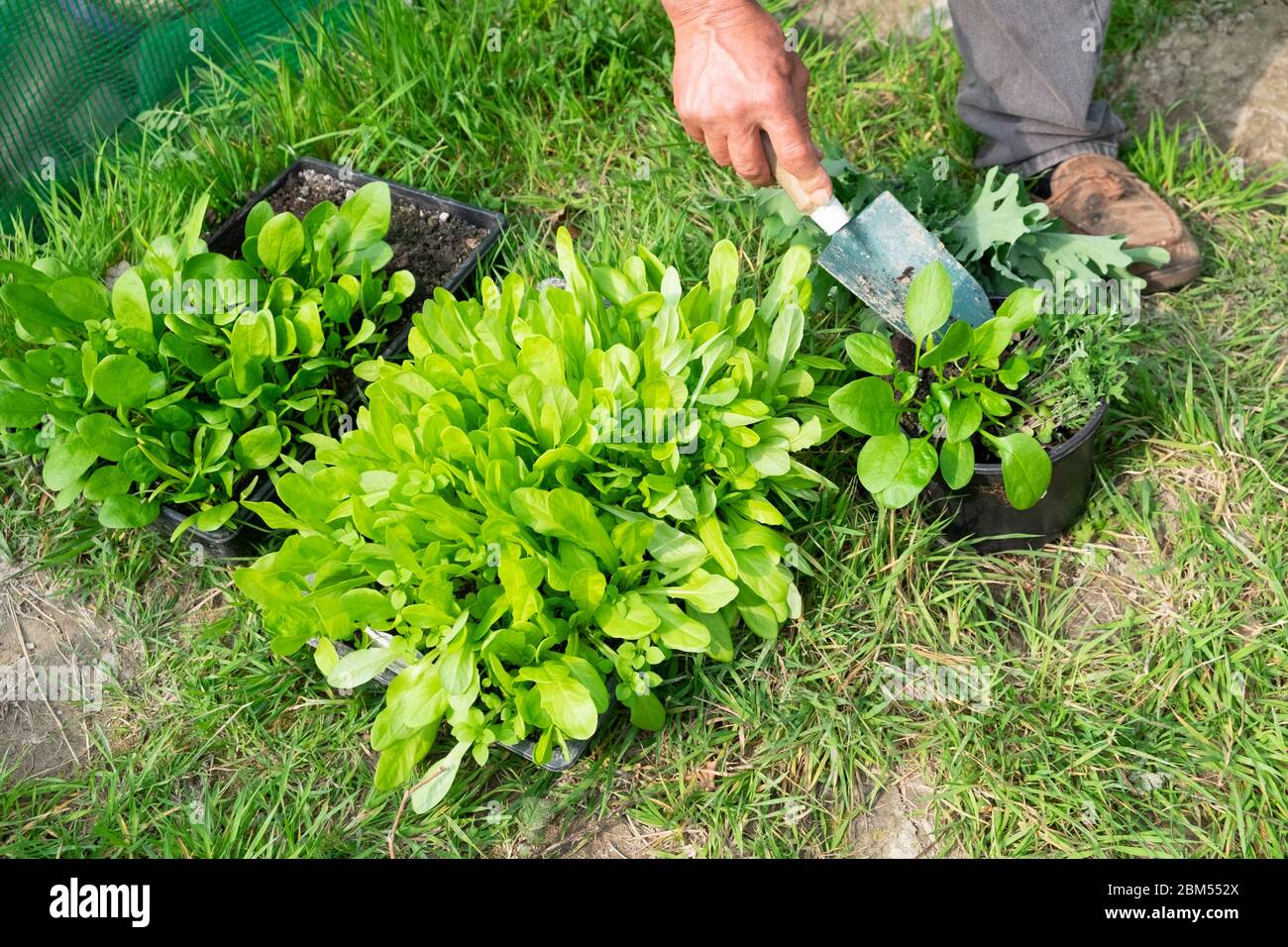 Person with trowel digging out spinach seedlings from garden tray and putting in pot to share in spring Carmarthenshire Wales UK  KATHY DEWITT Stock Photo